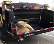 [50/50] A man wearing a white shirt eating his own poo in Miami (nsfw) &#124; A cuddly teddy bear in the back of a bin lorry (sfw) from man teddy bear