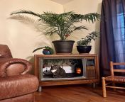 Repurposed old color TV from the early 90s into cat apartment from color tv serial actr