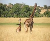 ? Giraffe and her calf, Kenya (Photo credit to Lisa H) from xxx photo naked kirsten steward h