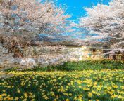 Cherry blossoms over a sea of daffodils, Hongseong County, South Chungcheong Province, South Korea. from south antyn