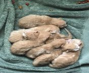 [50/50] (SFW) Newly born kittens&#124;(NSFL)Newly dead kittens from newly