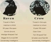 Simple Raven vs Crow Guide from gwen amp raven vs rule 34