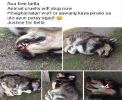 2019 na ngunit andami pa ring mga putanginang ignorante! Husky, pinatay dahil napagkamalang aswang/wolf. CTTO from tara husky