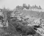 The animals also pay a price in war. German horses lay on a path near Moissy Ford, during the Battle of Normandy. Some 10,000 horses are estimated to have perished in the Falaise pocket alone from benz price in sri