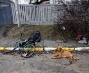 The dog next to the body of the murdered owner. Bucha, Kyiv region. from indian aunty combhishek bucha