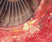 [50/50] A Field of Roses(sfw) &#124; A Jet Engine with the remains of an employee who got sucked in (nsfw) from preacher mon 124 boss jet anglo singh