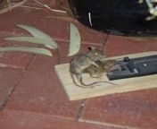 [50/50]Cute mouse eating a block of cheese (SFW) &#124; Rat fucking dead rat caught in mouse trap (NSFW?) from junior missdistt studio siberian mouse