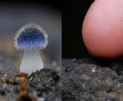 A newly discovered mushroom from Taiwan. ( Mycena subcyanocephala ) from tkw taiwan