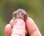 The Tasmanian pygmy possum (Cercartetus lepidus) is the world&#39;s smallest possum. Adults range from 6.6 to 7.5 centimetres (2.6 to 3.0 in) in head-body length, with a 6 to 7.2 centimetres (2.4 to 2.8 in) tail, and weigh just 7 to 10 grams (0.25 to 0.35 from 35 agan