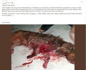Dog was attacked through fence by pitbull, the pitbull ate the dog&#39;s muscle and the dog will need to have its front paw amputated (02/02/2024, Bauru - Brazil) [graphic] from pitbull dogsanylon xxxxxjr