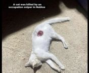 A cat was shot with an Israeli bullet during the Israeli raid on Ya&#39;bud area inside the Occupied West Bank. Eye witnesses confirmed that there has been arbitrary shooting with live ammunition on Palestinian civilians in the area, thoughts? from redlight area inside room videos