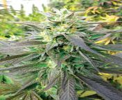 Royal Purple Kush CBD Feminised Seeds by Emerald Triangle Seeds. The distinctive sweet taste of the Black Afghani mother is enhanced by the peppery and fruit flavors of the Bubba Kush dad, giving Royal Purple Kush a complex, otherworldly flavor that has t from tochi kush