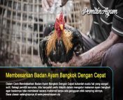 Cara Membesarkan Dan Menaikkan Berat Badan Ayam Bangkok from badan mantap