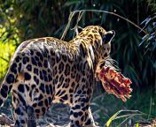 Napo carrying his food. The sun really does bring up the colorful coating of the jaguar. Chester Zoo, UK. from chester koong