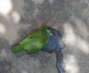 Location: Lower Himalayas in North india. Poor bird flew straight into the roof of the house and died(the liquid is water) from school north india sex mms
