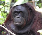 Ape from ape akka heluw