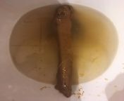 Single Thick Knob Long Log. Morning Poo 8-12-2021. Had to go bad and went whole length of toilet and felt so good sliding out. from bdaex 12 yeod