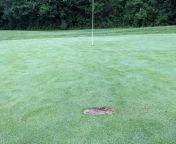This is what the jerk in front of me did to the green. from green golf