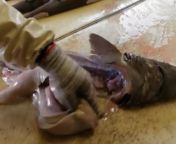 shark livering: cruelty to many deep-sea Squaliformes shark species. To get shark liver oil in beauty and medicine industry, people cut their liver and abandon the meat, because the meat of deep-sea species of Squaliformes sharks is poisonous to humans. S from ground shark