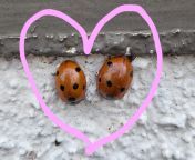 Saw a cute ladybug couple at work today ??? from ladybug cartoon