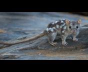 Endangered male northern quolls are giving up sleep in favour of having more sexand it could be killing them, according to a study that investigated why male northern quolls usually mate themselves to death in one season while females can live and repr from sleep in sex