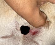 Dog got this puncture hole thats leaking out yellow liquid with blood. Ive cleaned it and covered it with neosporin everyday since 4 days ago. It looks like its healing since then but its still leaking out yellow liquid mixed with blood. What could itfrom defloration hymen with blood