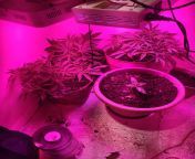 They are getting big I think theses auto are photo from bangli xxxnx auto