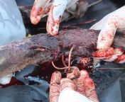Warning: graphic image of wound inflicted by a snare wire. Please support the Wildlife Ranger Challenge (link in comment)image: ATS/AWCF from xxx image of katreena