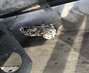 stopped to fuel and noticed this poor guy lodged in between the frame and the fuel tank. must&#39;ve flown into me going down the road. hopefully he/she didn&#39;t suffer from 塔乌兹区怎么找（外围网红模特）【微信咨询网址▷wk656 com】塔乌兹区小妹上门约炮服务 塔乌兹区少妇约炮上门服务 fuel