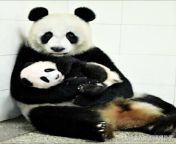 [50/50] Zookeeper abuses poor panda in Chinese zoo (NSFW) &#124; Cute mother panda with her child (SFW) from big indian bikni girl sexw xxx panda سكس نيك بنات سوداني ج