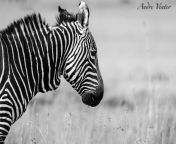 A Mountain Zebra with a chunk of his mane missing. If i had to speculate i would say it was during a fight with another male. South Africa. from chunk li 3d