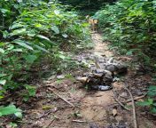 This phyton taking on a doggo during a trail in Malaysia from malaysia indian vandi sareke