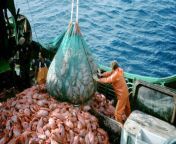 Fuck Animal Exploitation. Reason 17: According to a Food and Agriculture Organization (FAO) estimate, over 70% of the worlds fish species are either fully exploited or depleted. from rwbxp19 fao