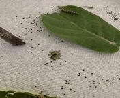 HELP! First timer and a young caterpillar is dead :( from aniela kras