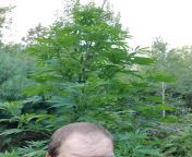 Throwback shot from couple years back. girls are getting thick under the TSL2000, but I love putting a couple plants outdoors and seeing how big they&#39;ll get. And even if you grow outdoors mainly, giving your plants a good head start inside, will havefrom iraqi couple sex outdoors bangladeshi xxx
