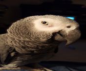 SFW - My beautiful African Grey Parrot. Please upvote and Ill return the favor. from beautiful african girls