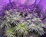 Week four thru week one of flower all coco coir and advanced nutrients shuffling girls in two by two for the last 4 weeks… now we keep waiting from 武汉哪里有小姐按摩服务█看妹網址▷ke898 com█学校附近同城小妹▷哪个酒店同城約妹子 coir