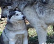 Idk why but this husky next to a wolf reminded me of this sub. from tara husky