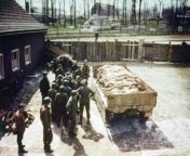 US Army soldiers and medical personnel of the 20th Corps of the 3rd Army near a trailer with the corpses of prisoners of the Buchenwald concentration camp, Germany. April 11, 1945. from us army a
