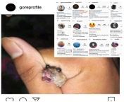 Those are the accounts linked to the first post.And to prove I don&#39;t lie,I maked a ss with one post from one acc,where..a rat is tortured.AND THIS IS NOTHING!!Almost all of them have animal abuse and animal gore, inclusive the vid with my poor Fluffyfrom bangli suhag rat xxx comchoolgirl and school buoy