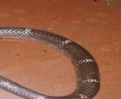 Any idea what snake this is? Found in South-West India. Venomous? from west india girls sexajal xxx videos