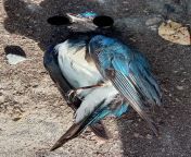 [MYSTERY] While walking on a sidewalk in Kiulap, I saw this bird corpse. Took a picture because I had never seen this bird type before anywhere in Brunei. Identified it as a Tree Swallow(male). Need Brudditors&#39; help in solving the mystery how a northfrom sexy brunei