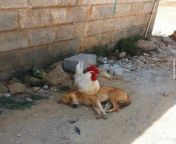 PoOr DoG GeTs fUcKiNg DeStRoYeD BY mAsSIvE CoCK from www indian telangana telugu hous sarvent poor auntys mouny fucking xxx vedios com