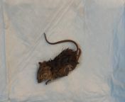 What to do when dog found with dead mouse in mouth? NSFW: dead mouse pic from 1studio sibetian mouse nude