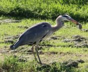 A hungry heron from indean heron
