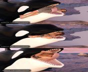 &#123;Image&#125; Orca Eats Yoga Girl Test Images 5/21(?/Orca)(F/Human)(Soft)(Oral)(unwilling)(nsfw)(OC: WormsignVore Animations) from mmd gigantess girl test