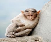 Bonnet Macaques are the best Macaques from bonnet macaque jpg