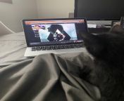 Using atrioc to teach a 7 week old kitten what good music and good content is from using toys to teach sexing