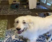 I was inspired many moons ago by a little girl who drew eyebrows on her pyr. Here is Mercury. It was bath day Sunday and I finally worked up the nerve. Beware- its hilarious and cute. from joanna mercury