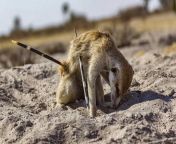 Meerkat impaled by Porcupine Quill. When Anime imitates life. from meerkat